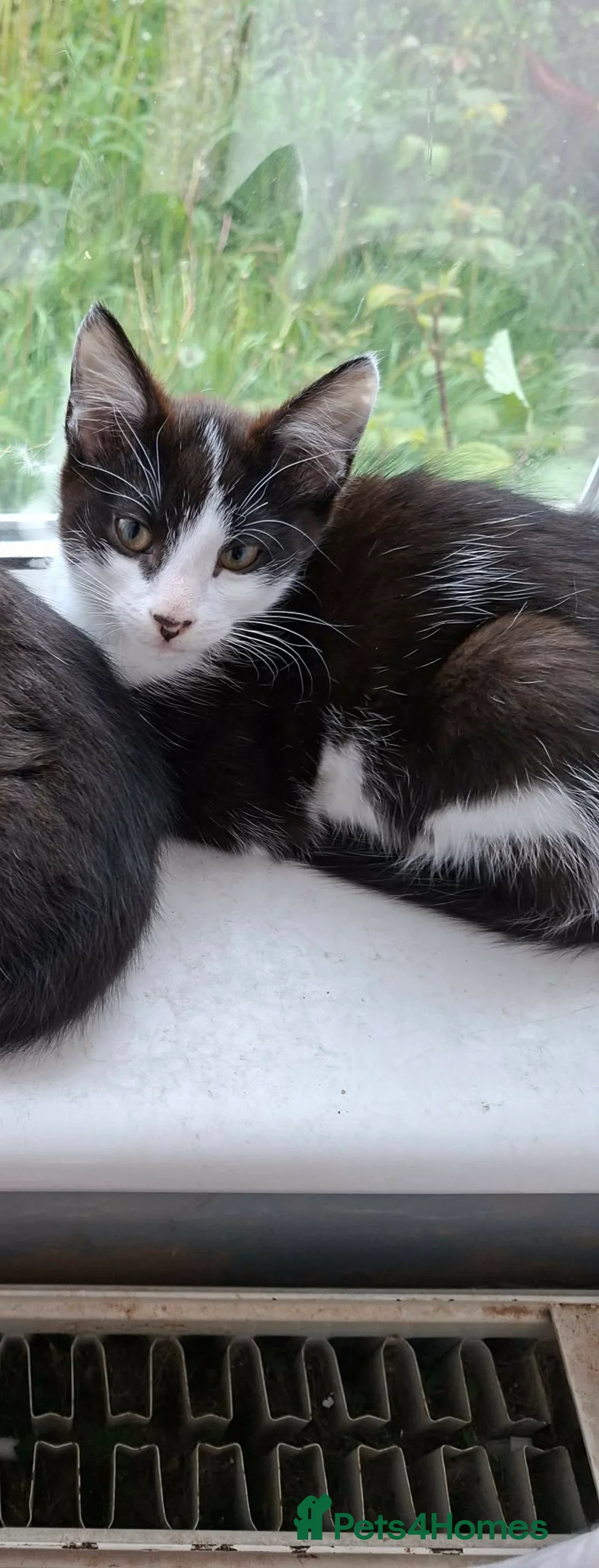 Mixed Breed cats for sale: Female kitten looking for loving home in Knottingley - Advert 2