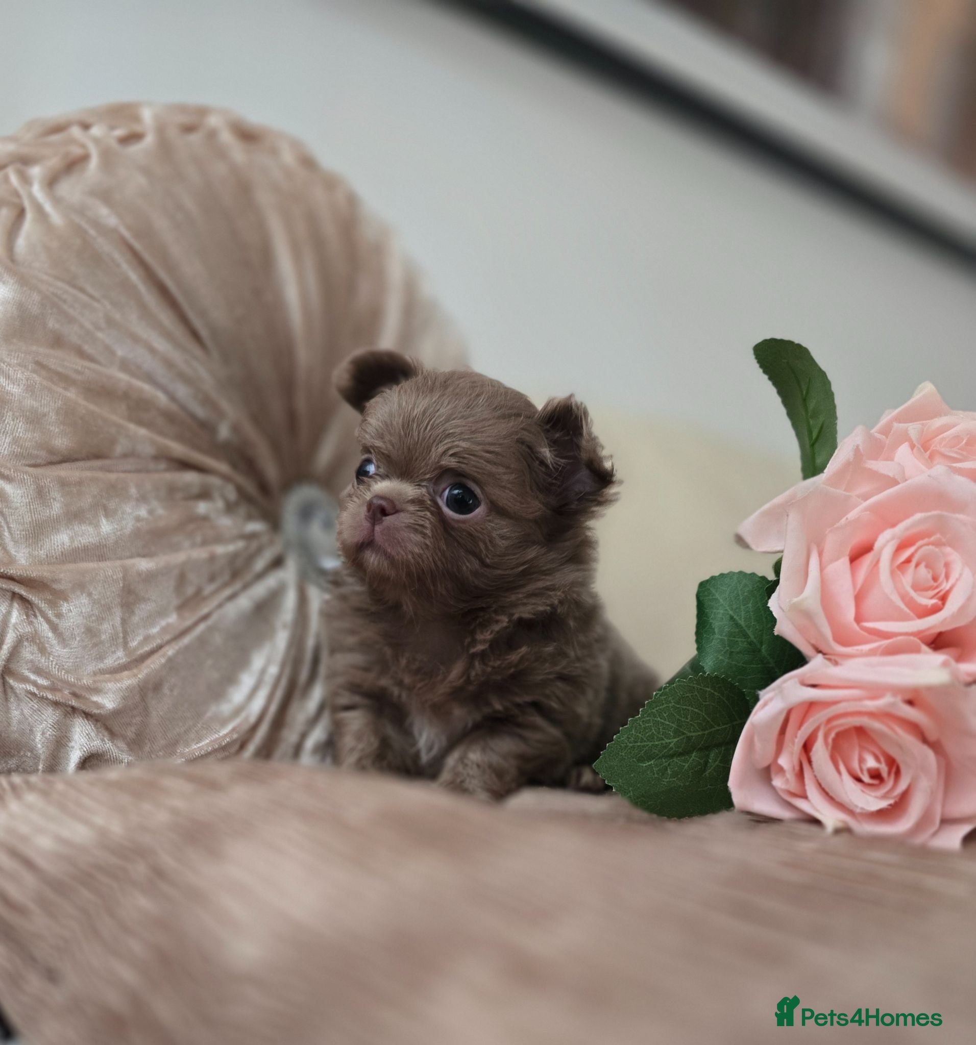Chihuahua dogs Xx stunning Quality Kc tiny Lilac Puppy Xx - Advert 2