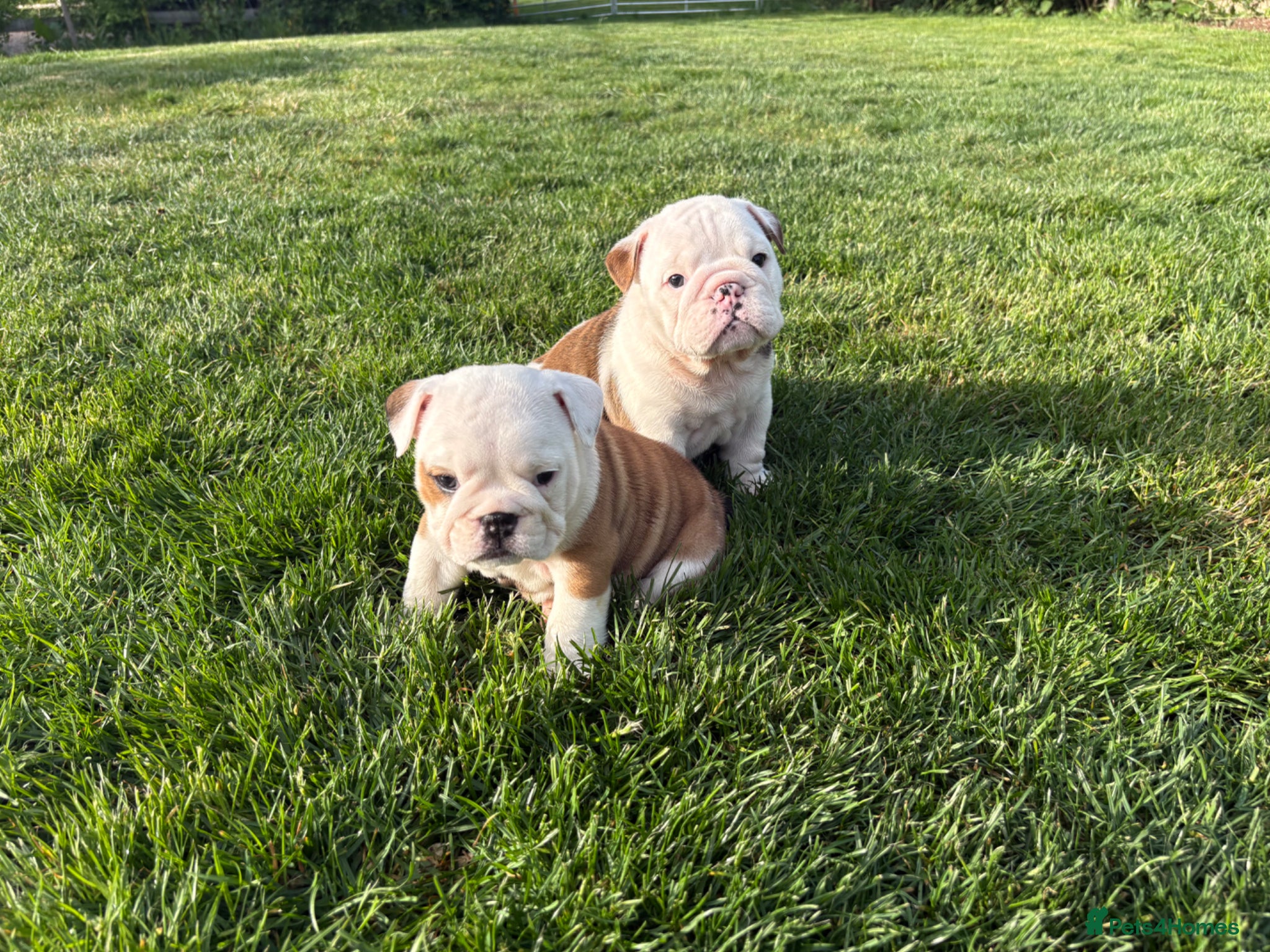 English Bulldog dogs for sale: 🐾KC reg Red & White English Bulldog 🐶 - Advert 8