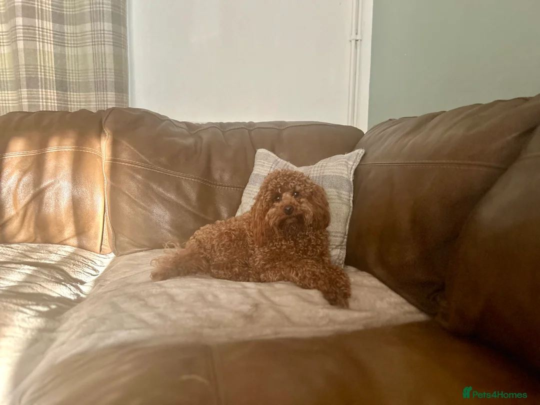 Poodle dogs for stud: Kc Fox red toy poodle for stud  - Advert 14