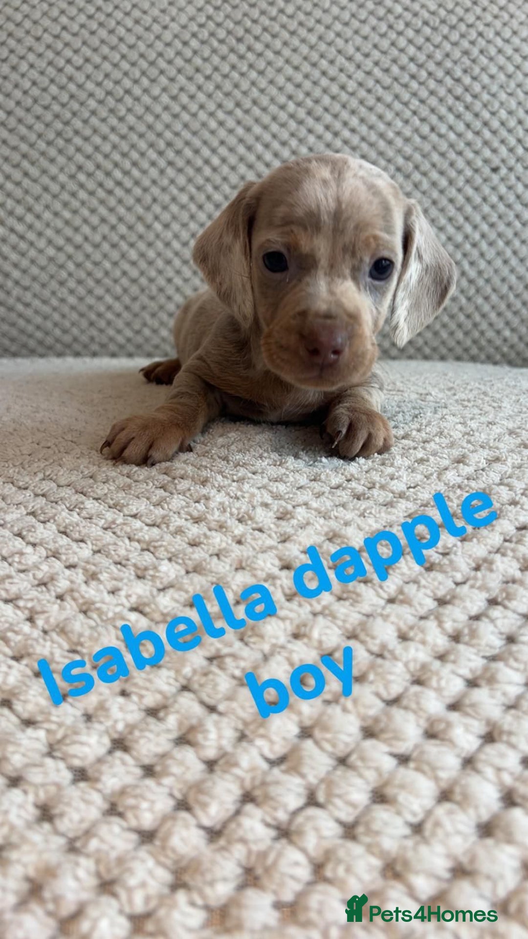 Dachshund dogs for sale: 🌈🌈rainbow litter 🌈🌈 - Image 5