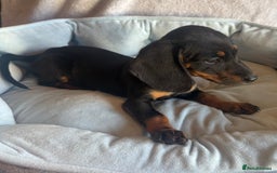 Miniature Dachshund dogs for sale: Miniature dachshund puppy’s  - Image 7