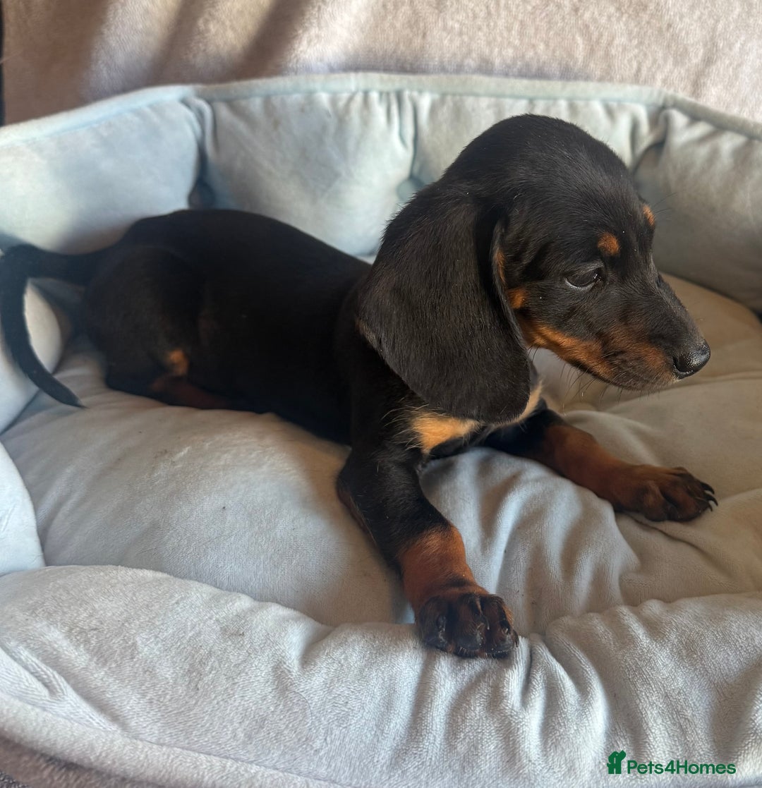 Miniature Dachshund dogs for sale: Miniature dachshund puppy’s  - Image 7