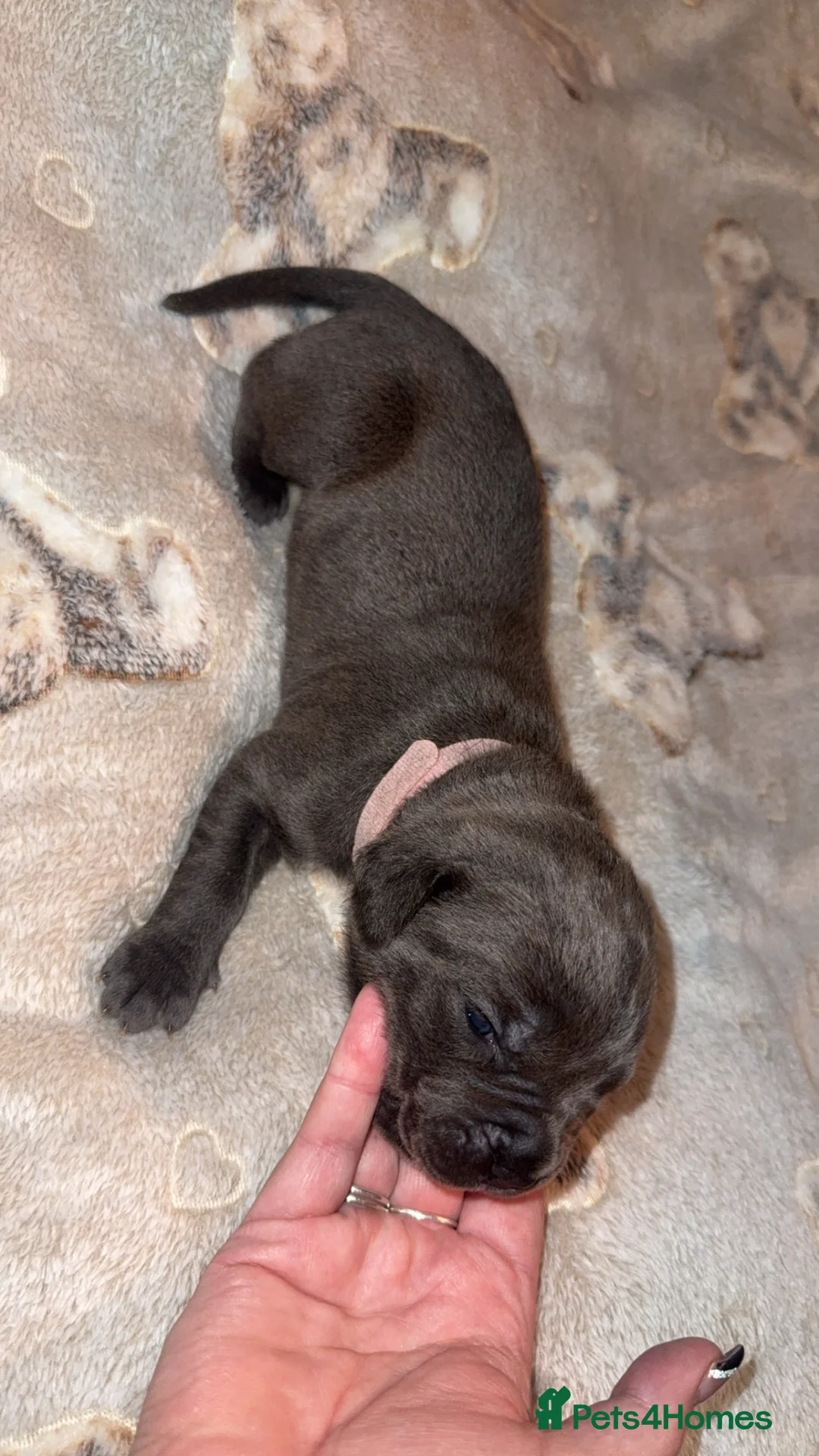 Cane Corso dogs for sale: Beautiful blue cane corsos - Advert 13
