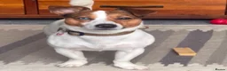 Jack Russell dogs for sale: Jack russell puppies in Emsworth - Advert 2