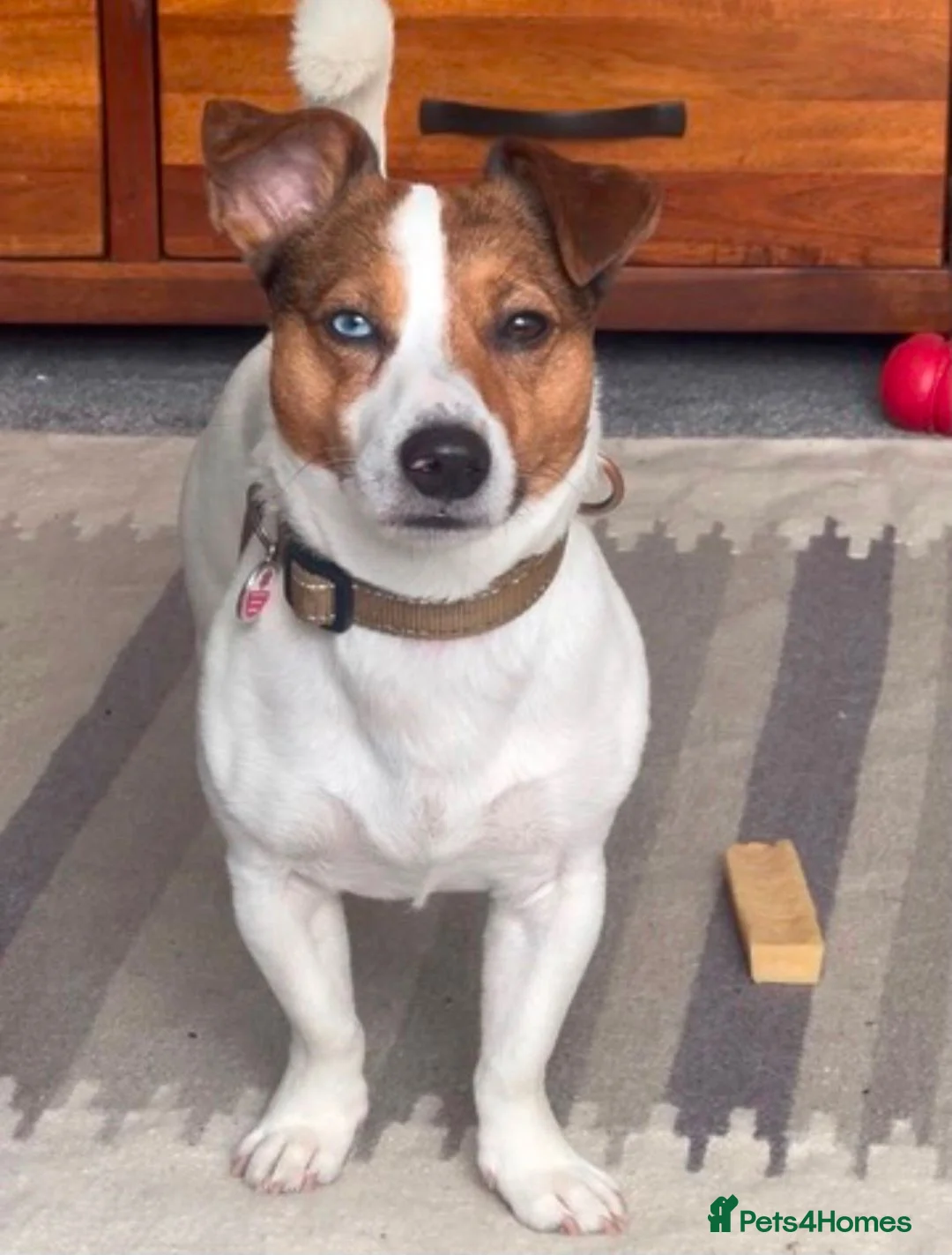Jack Russell dogs for sale: Jack russell puppies in Emsworth - Advert 2