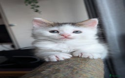 Maine Coon cats for sale: 5 Beautiful Maine Coon kittens available! 😻 - Image 18