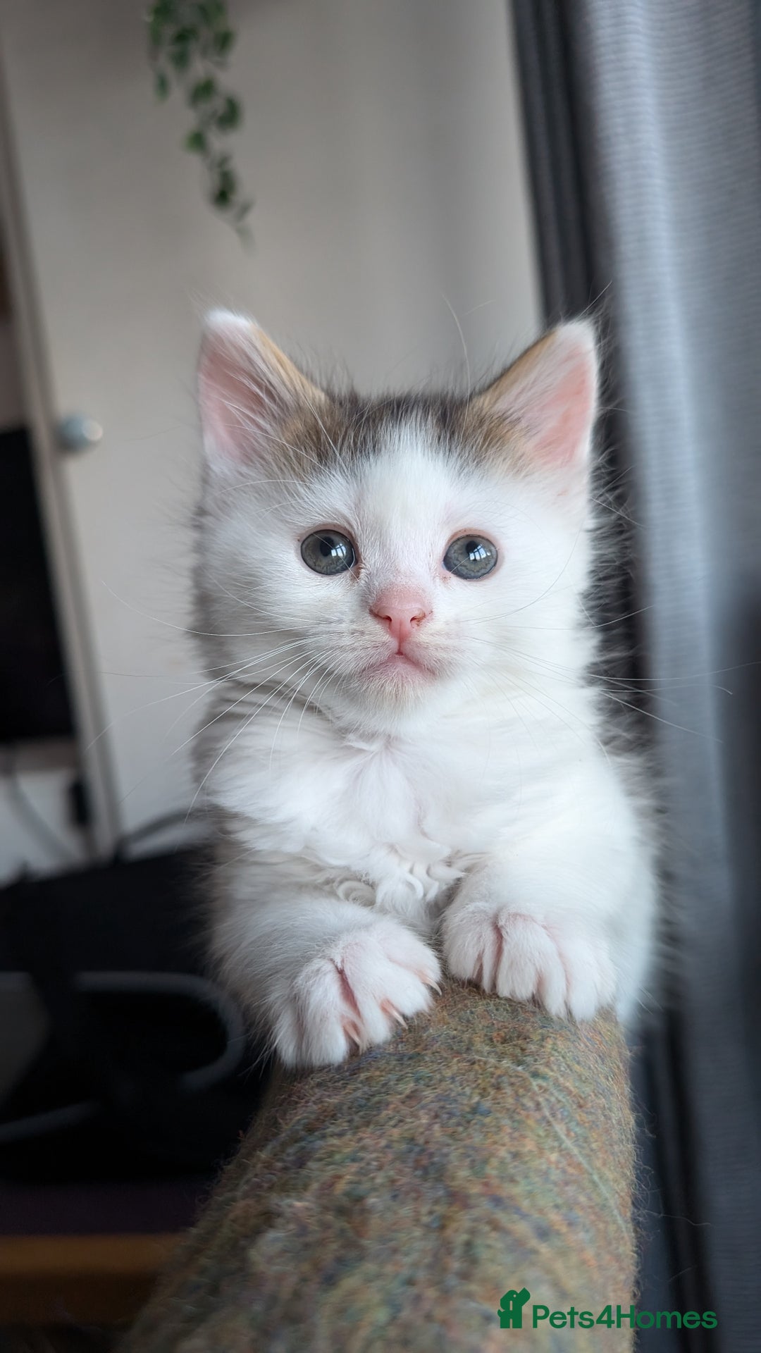 Maine Coon cats for sale: 5 Beautiful Maine Coon kittens available! 😻 - Image 18