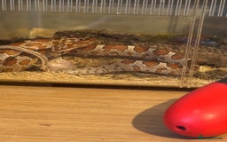 Corn Snake reptiles for sale: Baby corn snake  - Image 3