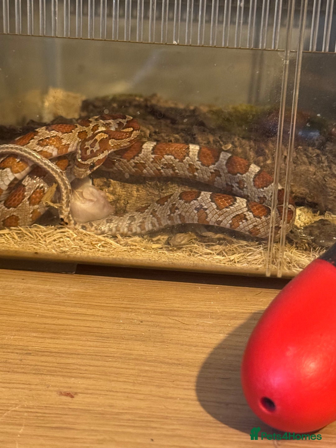 Corn Snake reptiles for sale: Baby corn snake  - Image 3