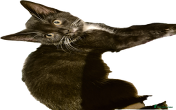 Mixed Breed cats for sale: Lovely kittens - Image 6
