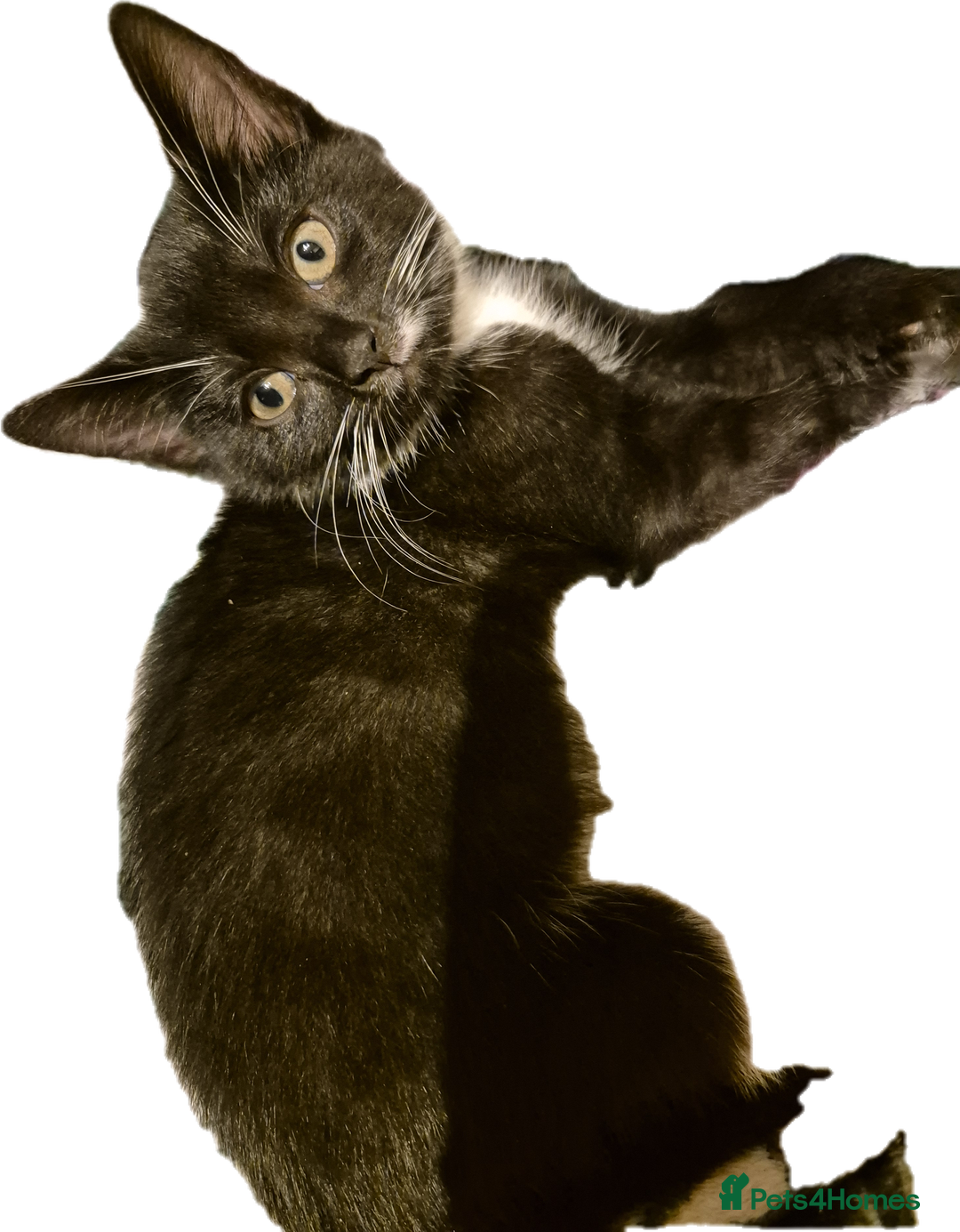 Mixed Breed cats for sale: Lovely kittens - Image 6