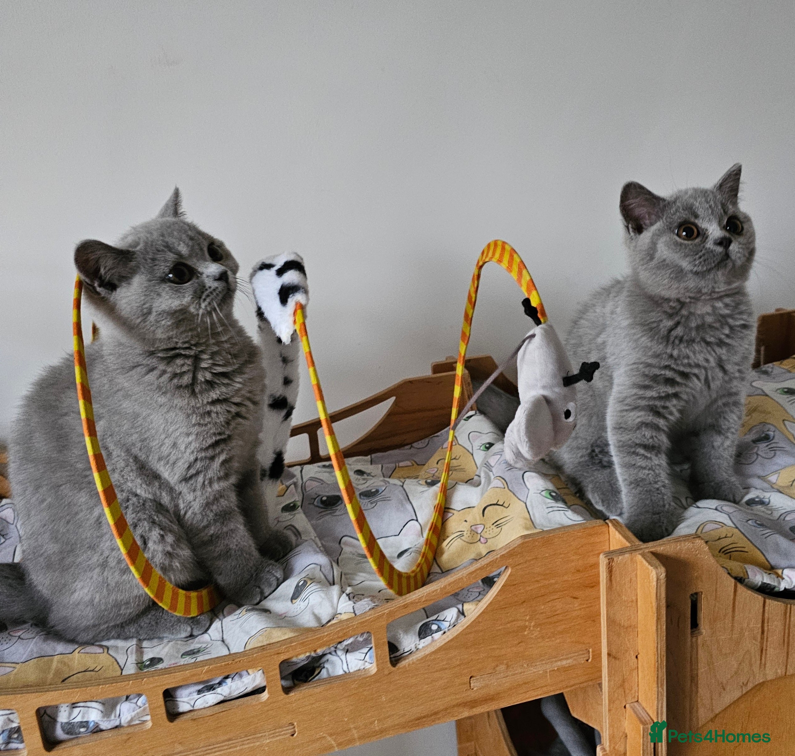 British Shorthair cats Beautiful British Shorthair kittens NEUTERED - Advert 8