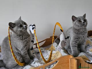 British Shorthair cats Beautiful British Shorthair kittens NEUTERED - Advert 8