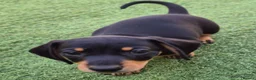 Miniature Dachshund dogs for sale: 1 puppy minature dachshund boy avaliable - Advert 9