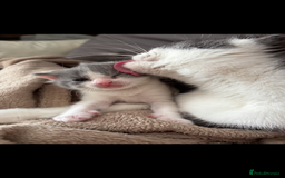 Scottish Fold cats for sale: Kittens for sale - Image 3