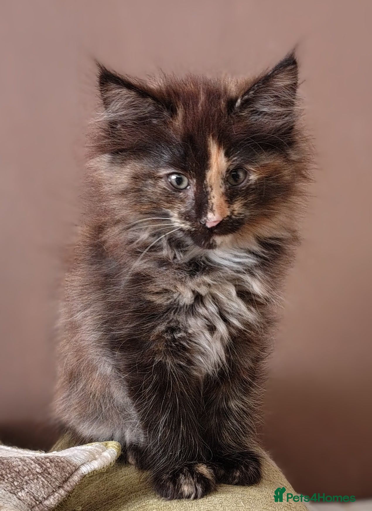 Norwegian Forest Cat cats Beautiful pedigree Norwegian Forest kittens  - Advert 13