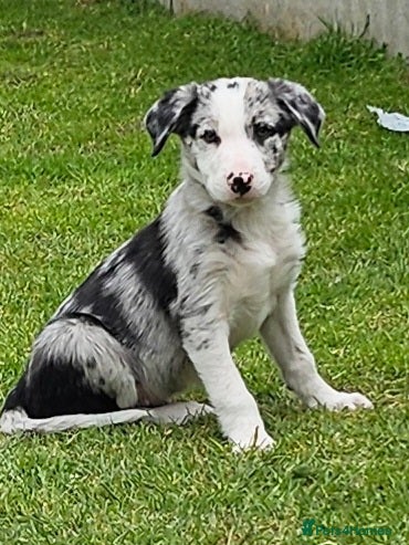 Border Collie dogs Beautiful Blue Merle Border Collie pups - Advert 1