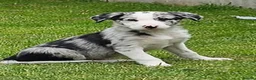 Border Collie dogs for sale: Beautiful Blue Merle Border Collie pups - Advert 1