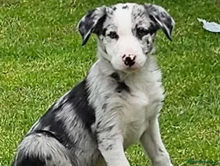 Border Collie dogs Beautiful Blue Merle Border Collie pups - Advert 1