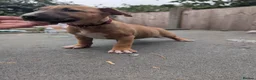 English Bull Terrier dogs for sale: Working and Sporting English Bull Terriers  - Advert 27