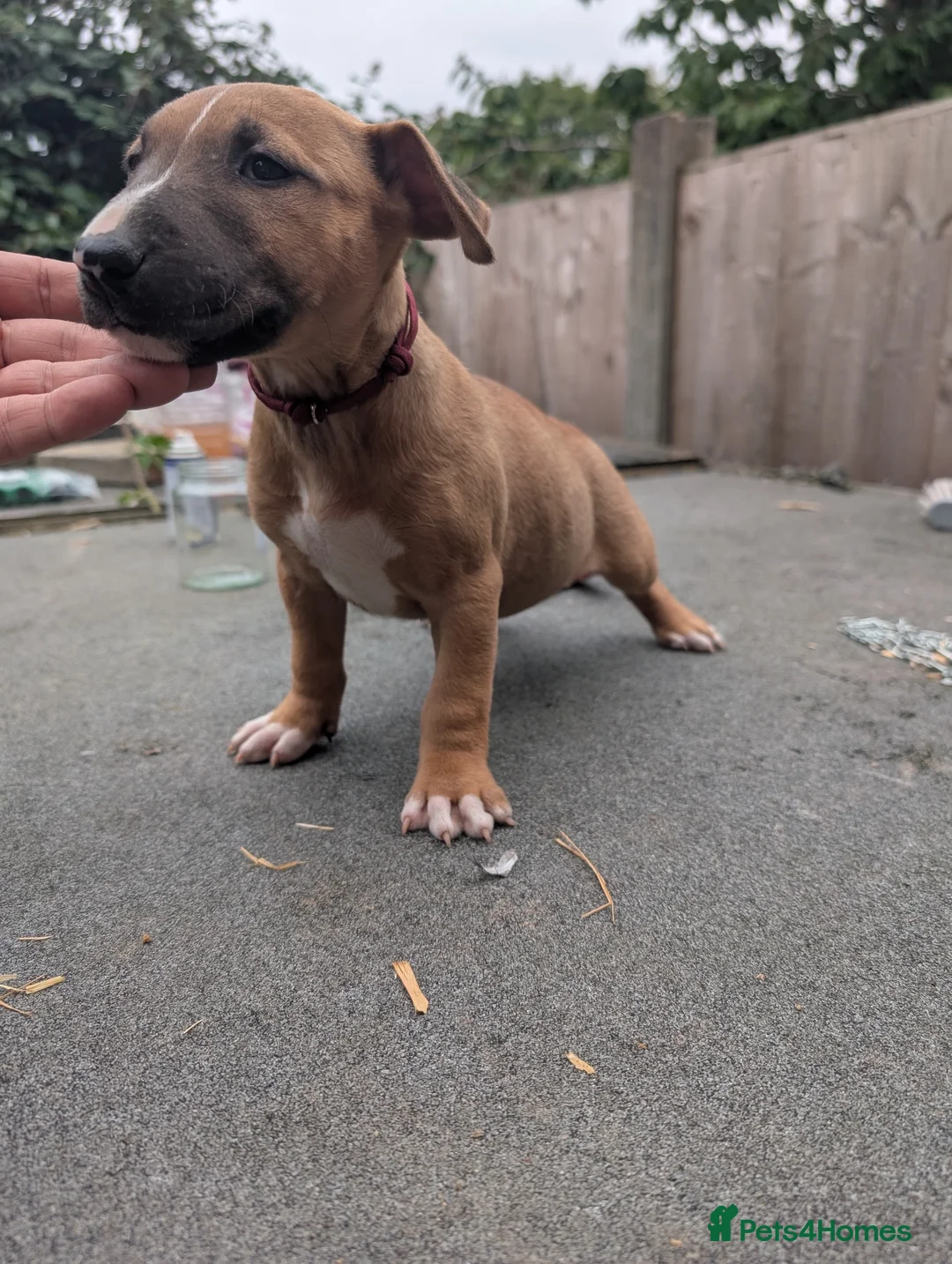 English Bull Terrier dogs for sale: Working and Sporting English Bull Terriers  - Advert 27