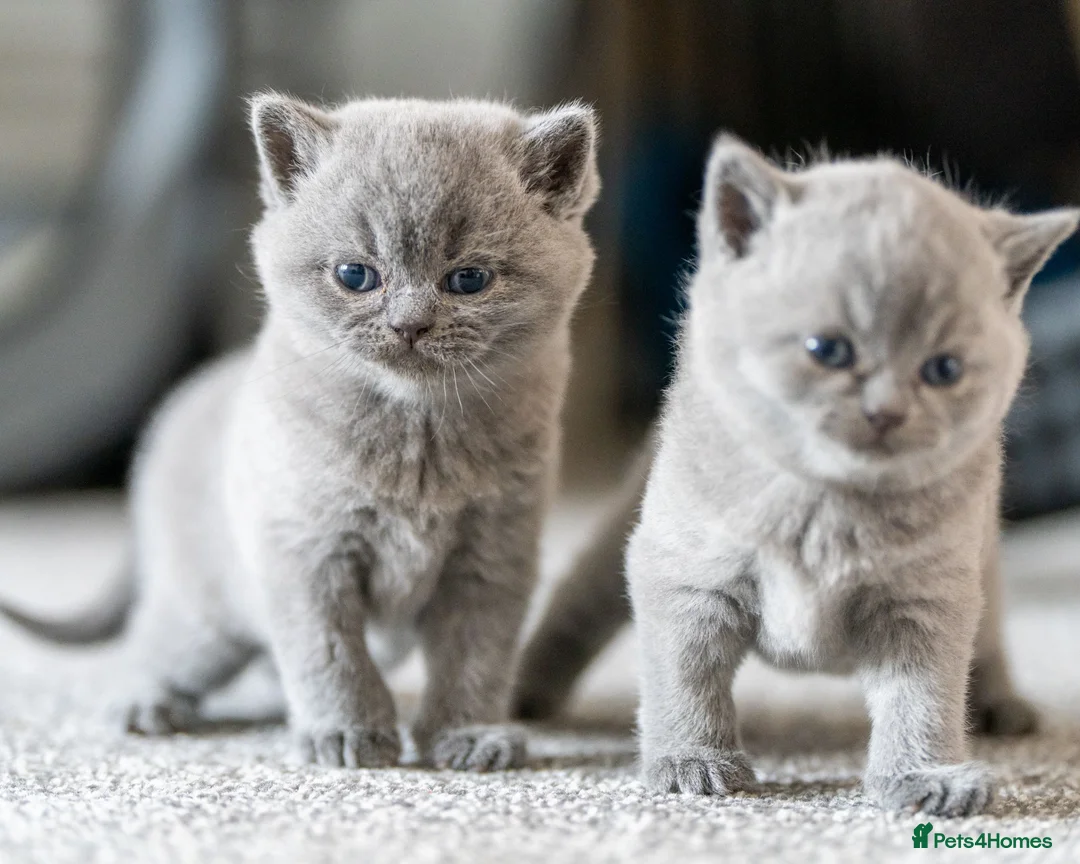 British Shorthair cats for sale: British Shorthair kittens ACTIVE/Non-active - Advert 2