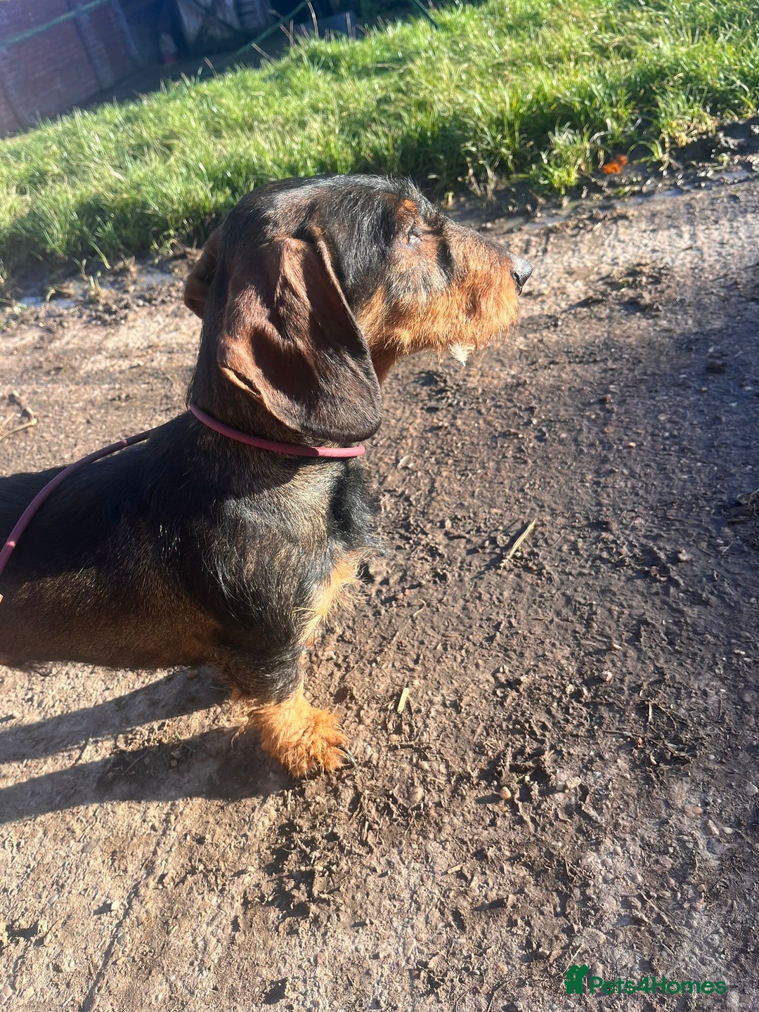 Dachshund dogs for sale: KC Standard Wire Haired Dachshund - Image 9