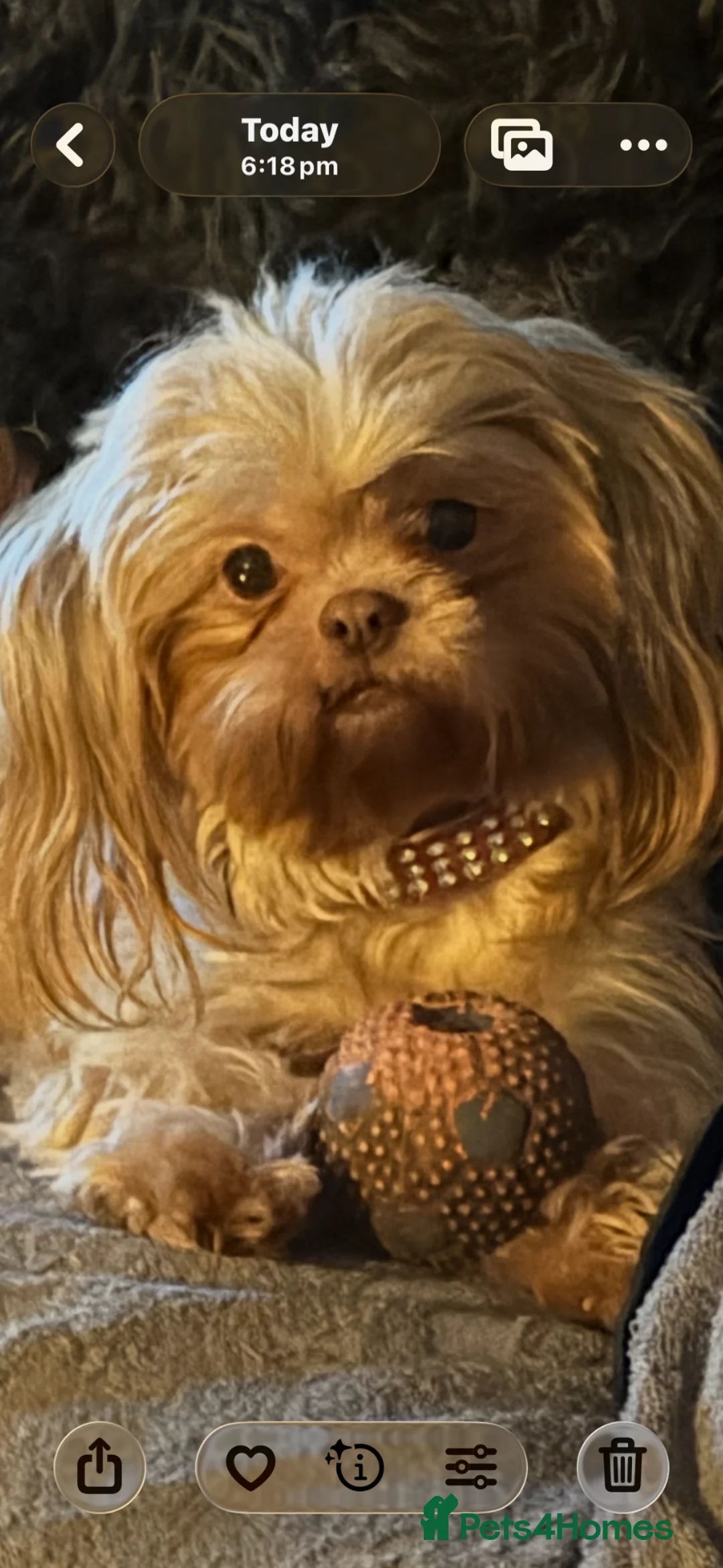 Shih Tzu dogs for sale: Imperial shihtzu puppies  - Advert 1