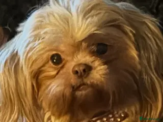 Shih Tzu dogs Imperial shihtzu puppies - Advert 2