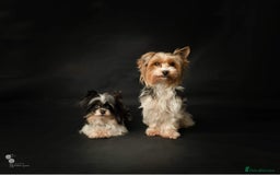 Biewer Terrier dogs for sale: Biewer Yorkshire Terrier - Image 1
