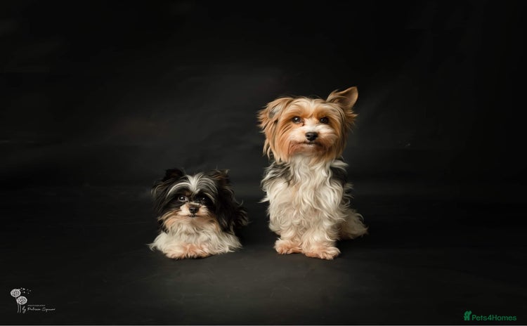 Biewer Terrier dogs - Advert 1