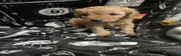 Cavapoo dogs for sale: Gorgeous Cavapoo male  - Advert 1