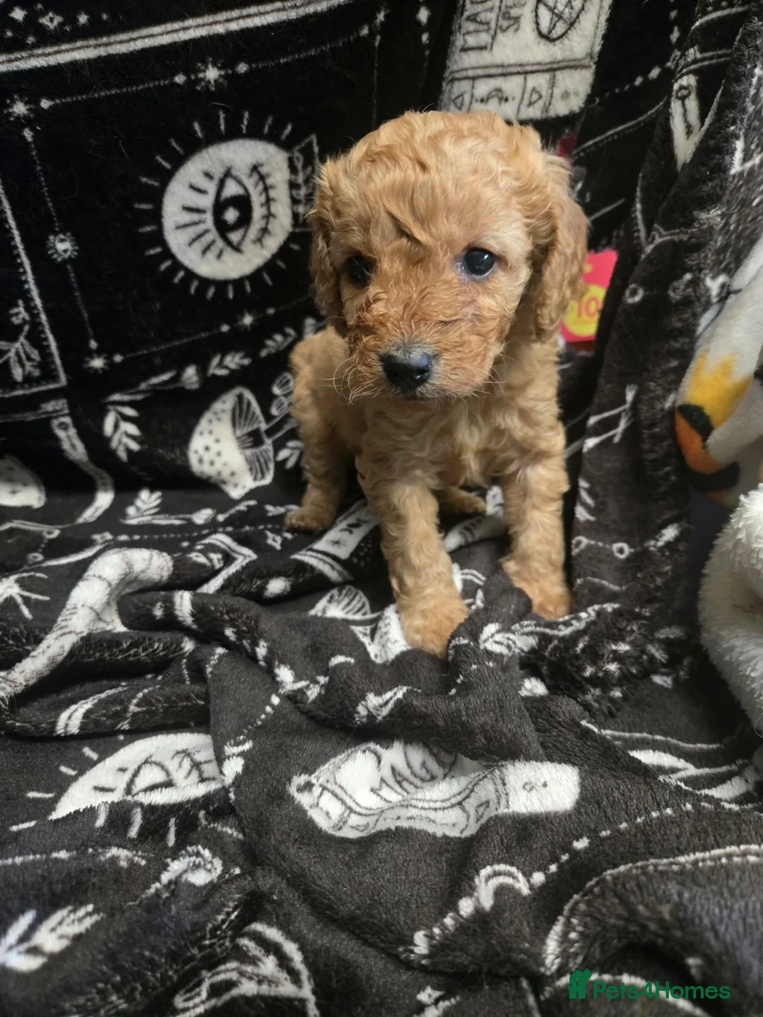 Cavapoo dogs for sale: Gorgeous Cavapoo male  - Advert 1
