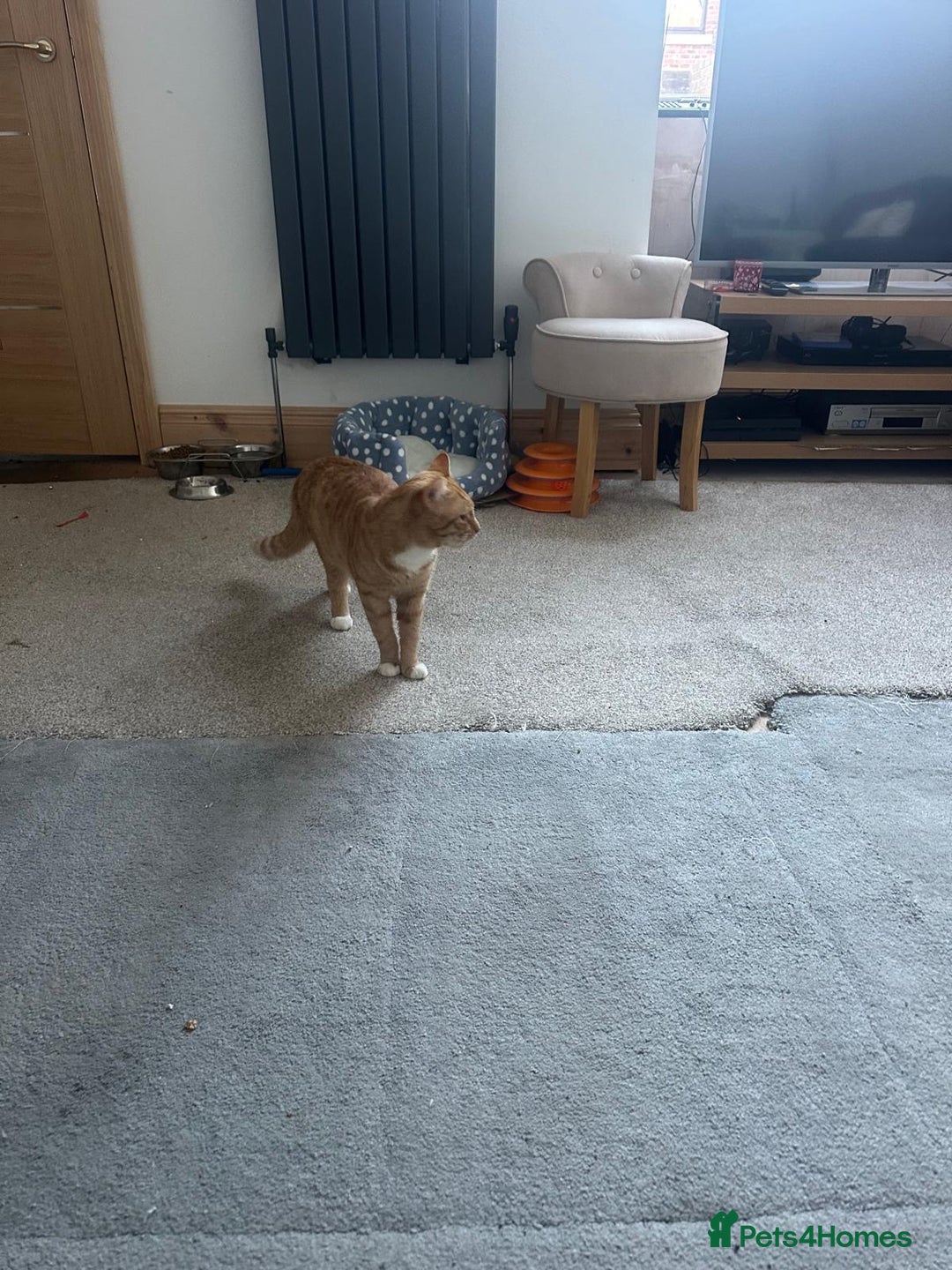 British Shorthair cats for sale: Beautiful British Shorthair–Type Ginger/White Cat - Advert 2