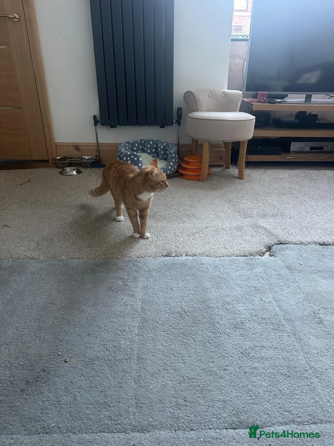 British Shorthair cats for sale: Beautiful British Shorthair–Type Ginger/White Cat - Advert 2