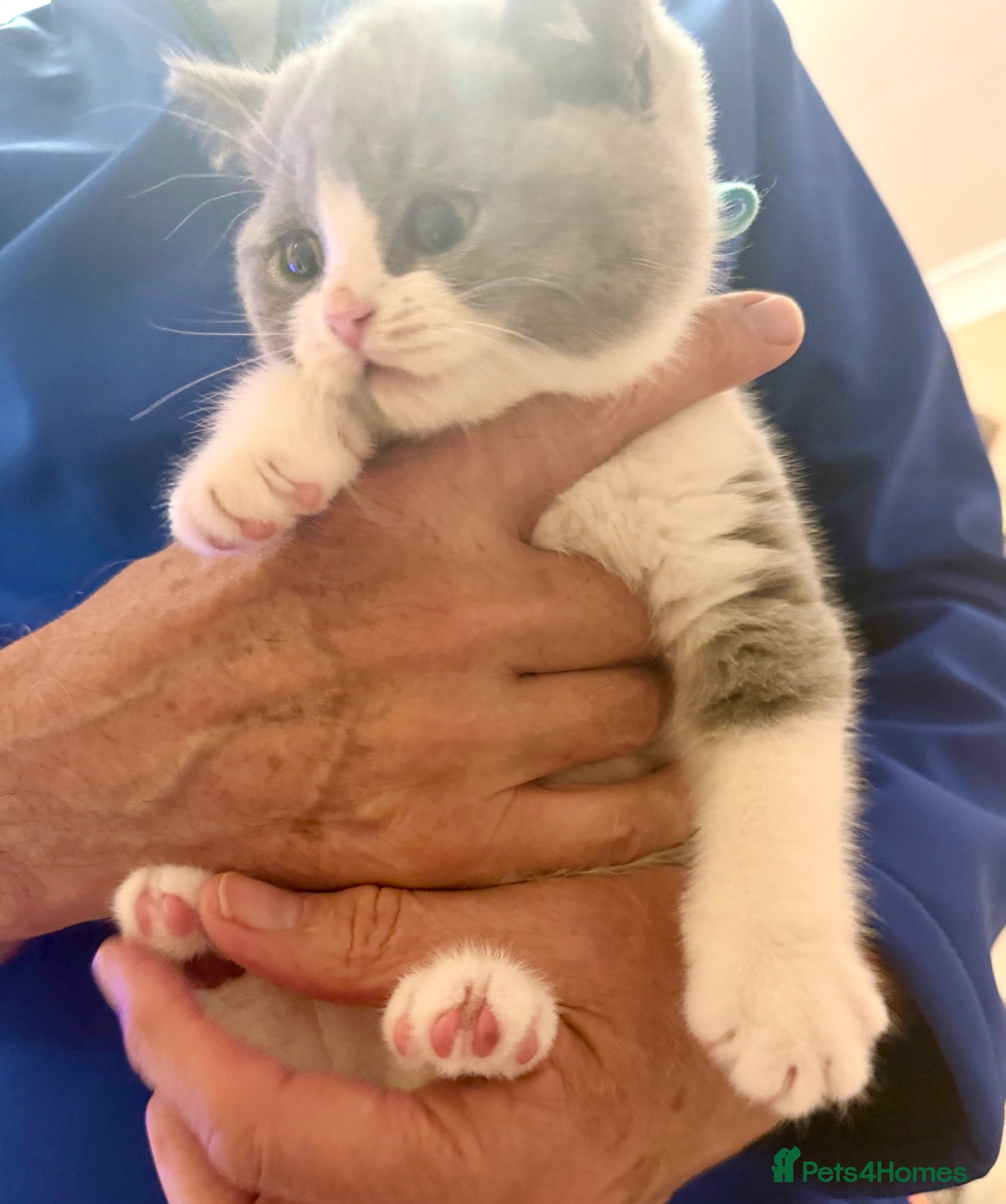 British Shorthair cats Bi-Colour British Shorthair Kitten, Exc Pedigree  - Advert 16