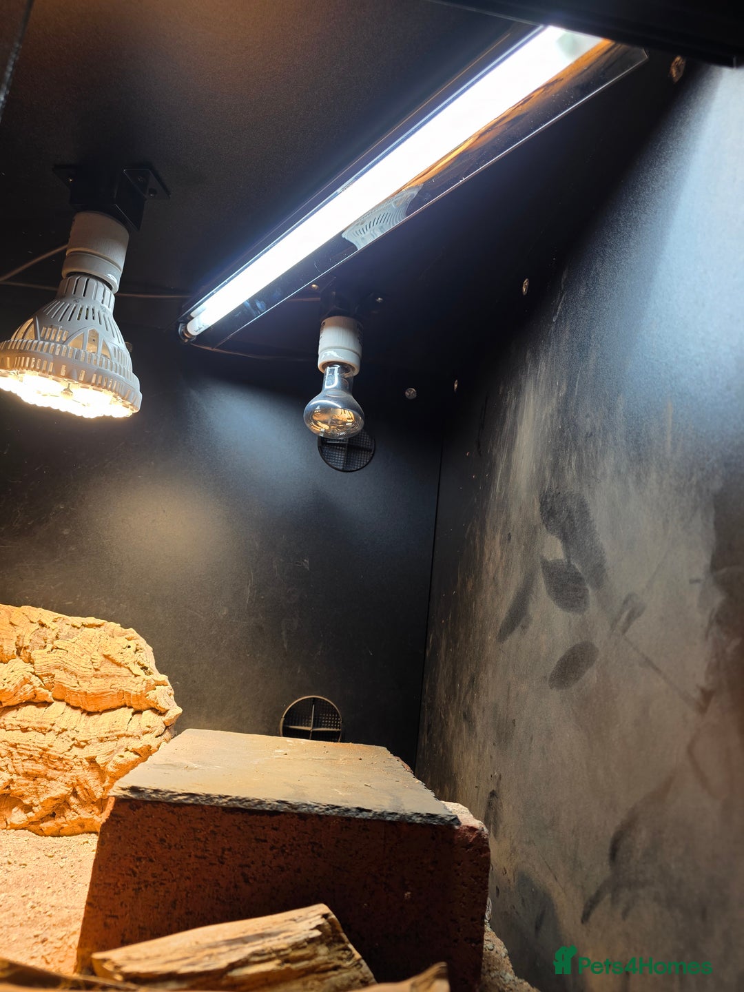 Bearded Dragon reptiles for sale: Bearded Dragon with Viv & Accessories  - Advert 4