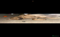 Mixed Breed dogs for sale: Rosie - Image 3