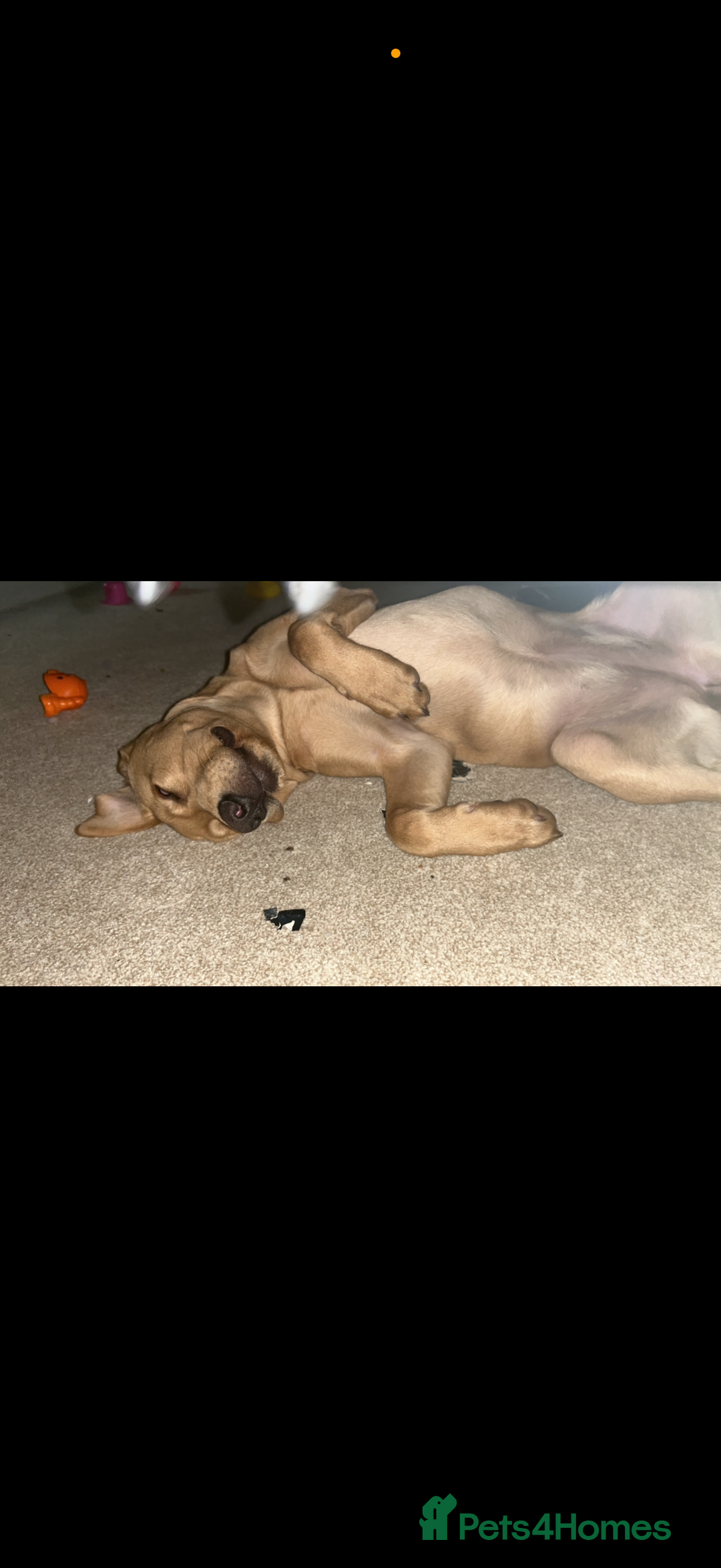 Mixed Breed dogs for sale: Rosie - Image 3