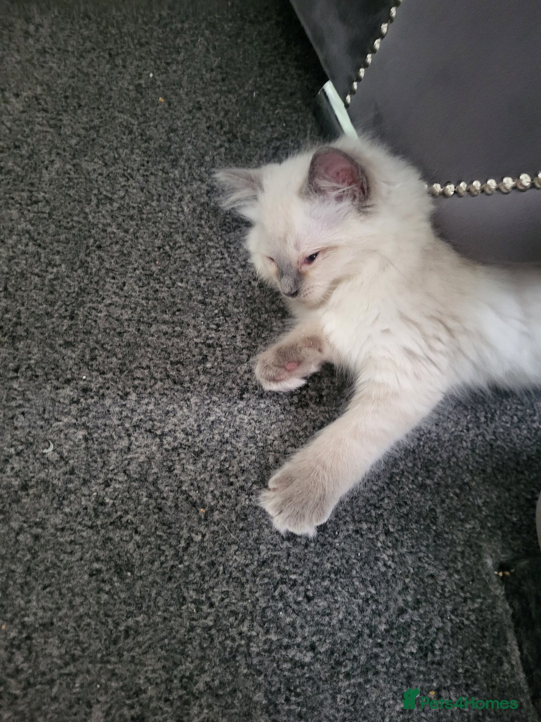 Ragdoll cats for sale: 5 beautiful ragdoll kittens - Image 4