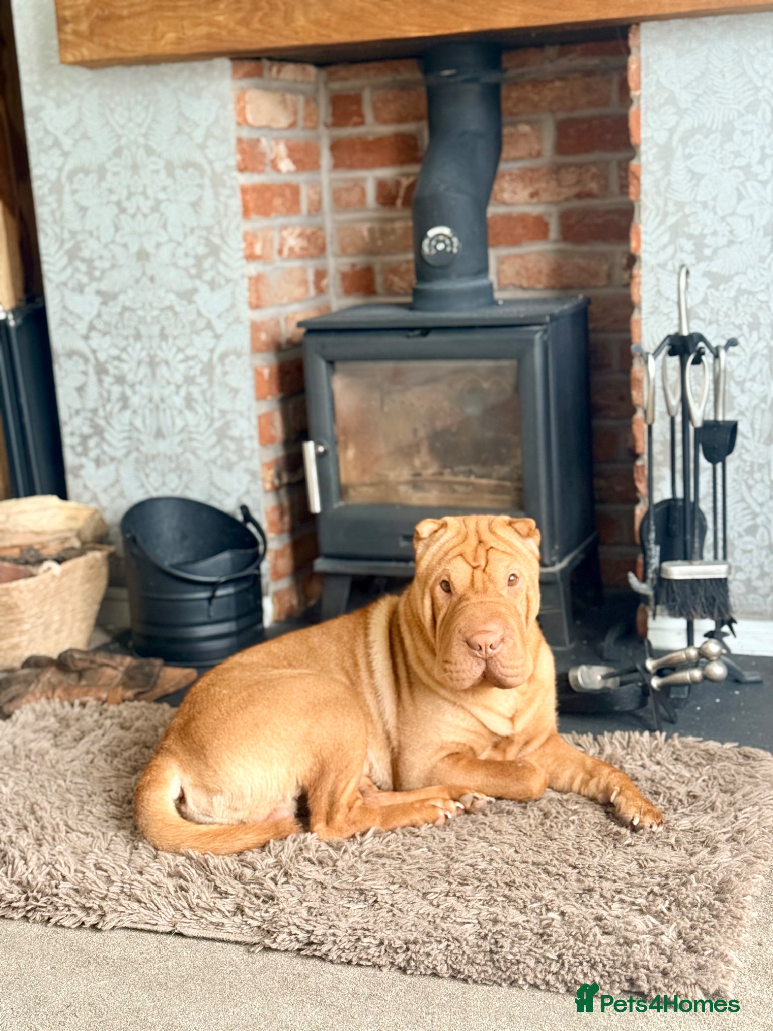 Shar Pei dogs Teddy needs a new home.  - Advert 4