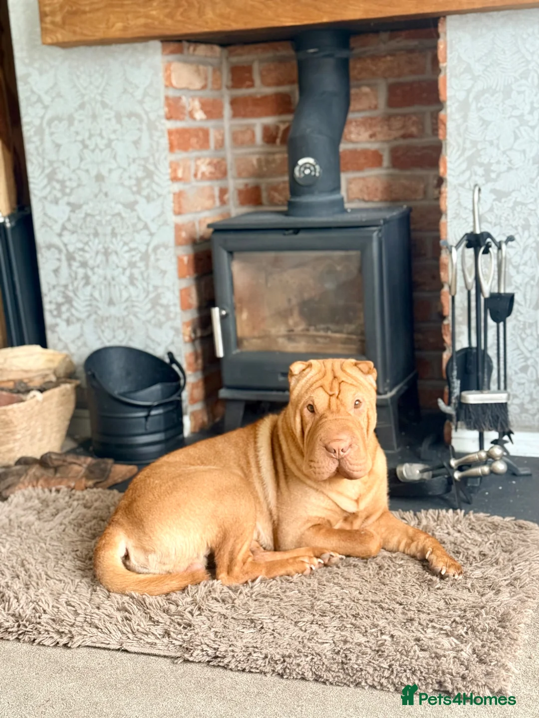 Shar Pei dogs for sale: Teddy needs a new home.  in Pontefract - Advert 1