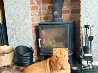 Shar Pei dogs Teddy needs a new home. - Advert 4