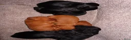 Cocker Spaniel dogs for sale: Working KC Registered Cocker Spaniel pups  - Advert 13