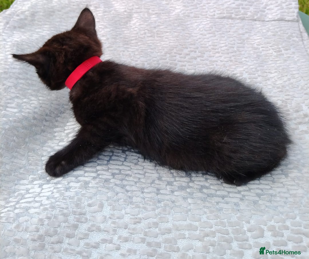 Domestic Shorthair cats for sale: Beautiful kittens baby girls ready for new home  - Image 13