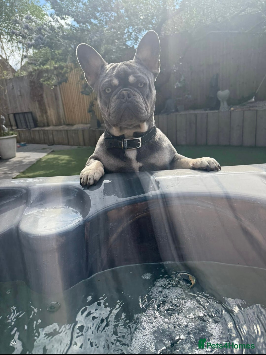 French Bulldog dogs for stud: French bulldog male stud  - Image 5