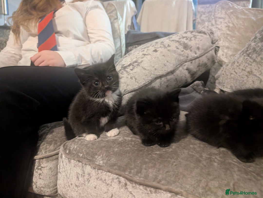Mixed Breed cats for sale: *  8 week old not 12 weeks*Beautiful black litter - Advert 8