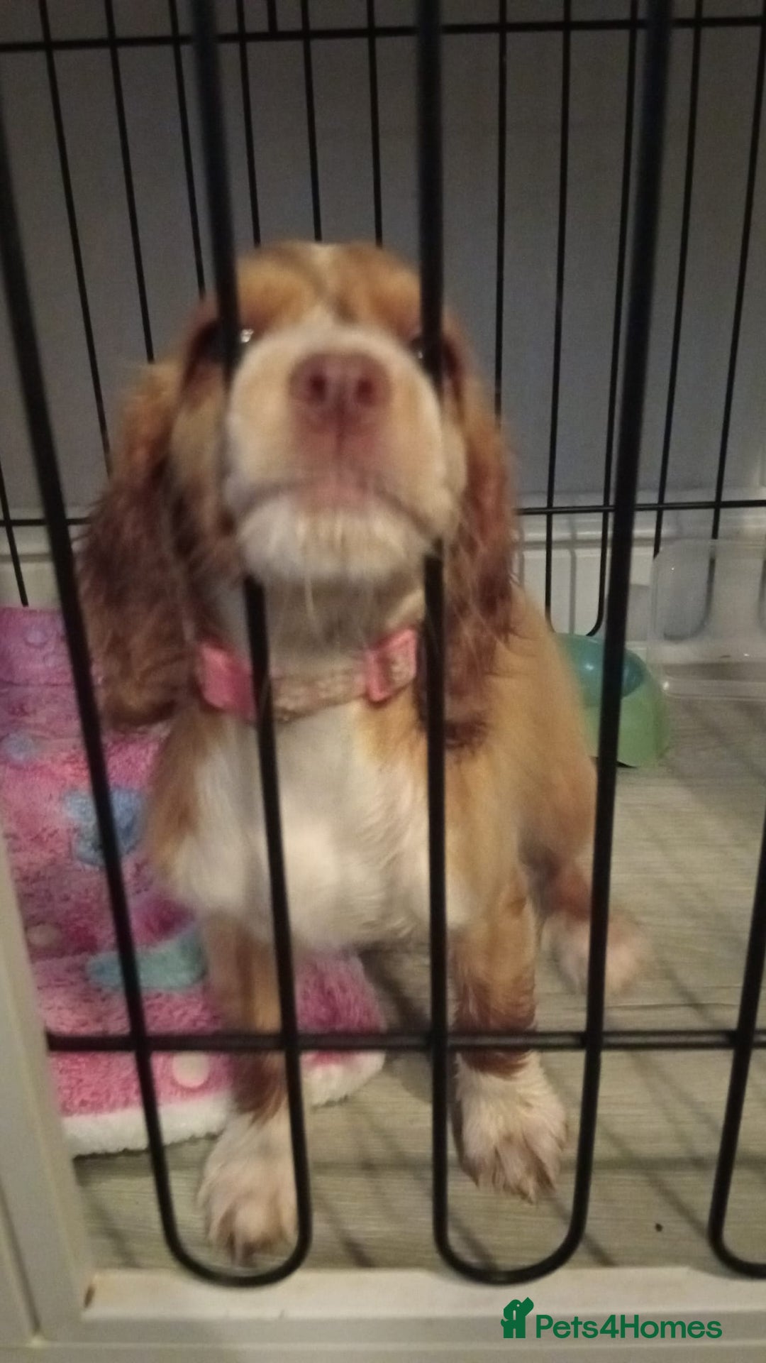 Cocker Spaniel dogs for sale: working cocker 15 weeks - Advert 3