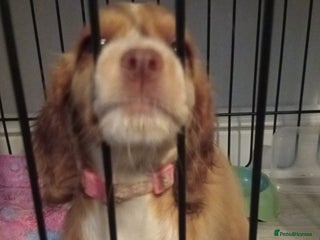 Cocker Spaniel dogs working cocker 15 weeks - Advert 4